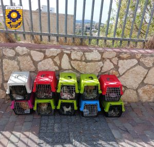 משרד החקלאות יסייע בעיקור וסירוס חתולי רחוב