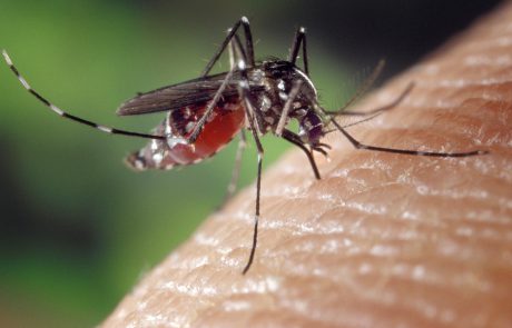 פרסום ראשון:יתושים נגועים בנגיף קדחת מערב הנילוס התגלו בבית שמש